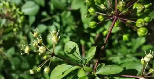 How to consume ginseng extract?
